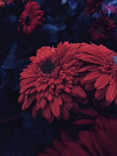 红色花瓣的花朵
